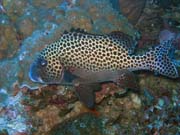 Diving around Togian islands, Kadidiri, Taipee Wall dive site. Sulawesi,  Indonesia.