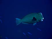 Double-headed Parrotfish (Bolbometopon muricatum). Diving around Togian islands, Kadidiri, Taipee Wall dive site. Sulawesi,  Indonesia.