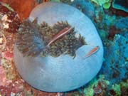 Clown Anemonefish in their host anemone. Diving around Togian islands, Kadidiri, Labyrinth dive site. Sulawesi,  Indonesia.