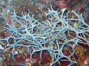 Diving around Togian islands, Kadidiri, Labyrinth dive site. Sulawesi,  Indonesia.