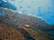 Diving around Togian islands, Kadidiri, Labyrinth dive site. Sulawesi,  Indonesia.