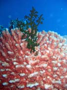 Diving around Togian islands, Kadidiri, Labyrinth dive site. Sulawesi,  Indonesia.