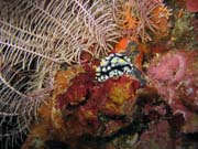 Nudibranch. Diving around Togian islands, Kadidiri, Labyrinth dive site. Indonesia.
