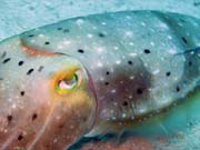 Squid, Diving around Togian islands, Kadidiri, Labyrinth dive site. Sulawesi,  Indonesia.