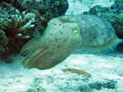 Squid, Diving around Togian islands, Kadidiri, Labyrinth dive site. Sulawesi,  Indonesia.