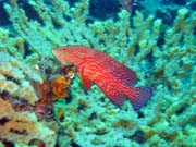 Diving around Togian islands, Kadidiri, plane wreck B24 from the 2nd World War sunken on Mai 3rd, 1945. Sulawesi,  Indonesia.