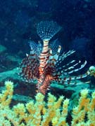Lionfish. Diving around Togian islands, Kadidiri, plane wreck B24 from the 2nd World War sunken on Mai 3rd, 1945. Sulawesi,  Indonesia.