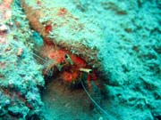 Crab. Diving around Togian islands, Kadidiri, plane wreck B24 from the 2nd World War. Sulawesi,  Indonesia.