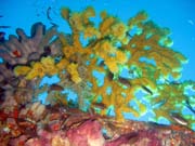 Diving around Togian islands, Kadidiri, around plane wreck B24 from the 2nd World War. Sulawesi,  Indonesia.