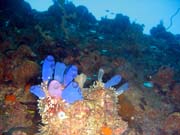 Diving around Togian islands, Kadidiri, around plane wreck B24 from the 2nd World War. Sulawesi,  Indonesia.