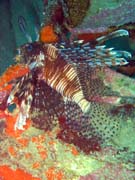 Lionfish. Diving around Togian islands, Kadidiri, plane wreck B24 from the 2nd World War sunken on Mai 3rd, 1945. Sulawesi,  Indonesia.