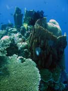 Diving around Togian islands, Kadidiri, Two Canyons dive site. Sulawesi,  Indonesia.