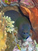 Giant moray eel (Gymnothorax javanicus). Diving around Togian islands, Kadidiri, Two Canyons dive site. Indonesia.