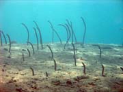 Garden eel. Diving around Togian islands, Una Una, Apollo dive site. Sulawesi,  Indonesia.