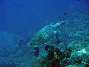 Diving around Togian islands, Una Una, Fishermania/Pinnacle dive site. Indonesia.