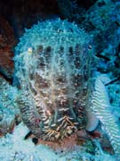 Squid. Diving around Togian islands, Kadidiri, Dominic Rock dive site. Sulawesi,  Indonesia.