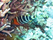 Diving around Togian islands, Kadidiri, Dominic Rock dive site. Sulawesi,  Indonesia.