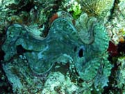 Giant Clam, Diving around Togian islands, Kadidiri, Dominic Rock dive site. Sulawesi,  Indonesia.