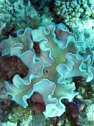 Diving around Togian islands, Kadidiri, Dominic Rock dive site. Sulawesi,  Indonesia.