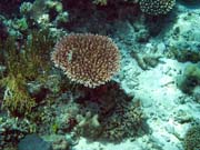 Diving around Togian islands, Kadidiri, Dominic Rock dive site. Sulawesi,  Indonesia.