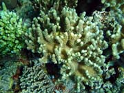 Diving around Togian islands, Kadidiri, Dominic Rock dive site. Sulawesi,  Indonesia.