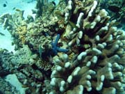 Diving around Togian islands, Kadidiri, Dominic Rock dive site. Sulawesi,  Indonesia.