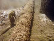 Sea Horse. Diving around Togian islands, Kadidiri, Dominic Rock dive site. Sulawesi,  Indonesia.