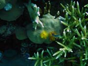 Diving around Togian islands, Kadidiri, Taipai island dive site. Sulawesi,  Indonesia.