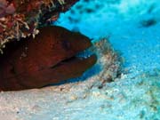 Diving around Togian islands, Kadidiri, Taipai island dive site. Sulawesi,  Indonesia.