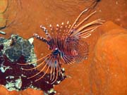 Lionfish. Diving around Togian islands, Kadidiri, Taipai island dive site. Sulawesi,  Indonesia.