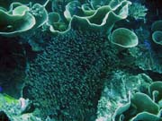 Diving around Togian islands, Kadidiri, Taipai island dive site. Sulawesi,  Indonesia.