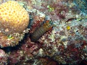 Diving around Togian islands, Kadidiri, Taipai island dive site. Sulawesi,  Indonesia.