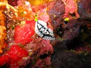 Nudibranch. Diving around Biak islands, Owi island dive site. Papua,  Indonesia.