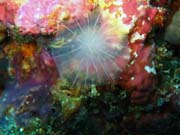 Diving around Biak islands, Owi island dive site. Papua,  Indonesia.