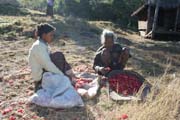 Rhododendron flowers are used for tea or local wine. Aye village, Chin State. Myanmar (Burma).