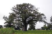 Nice huge tree. Boukoumb area. Benin.