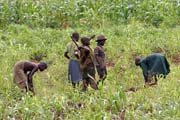 Work at fields. Somba people is mostly farmers. Boukoumb area. Benin.