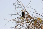 Fish eagle. Lake Chad area. Cameroon.