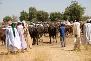 Village market at Kujapa - cattle part. Mandara Mountains area. Cameroon.