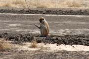 Monkeys can be seen also close to the main road. Area near Maroua town. Cameroon.