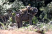 Monkeys are frequently seen along the main road N'Gaoundr - Maroua. Cameroon.