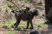 Monkeys are frequently seen along the main road N'Gaoundr - Maroua. Cameroon.