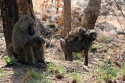 Monkeys are frequently seen along the main road N'Gaoundr - Maroua. Cameroon.