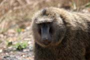 Monkeys are frequently seen along the main road N'Gaoundr - Maroua. Cameroon.