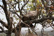 Bee-hive near Lake Tison. Cameroon.