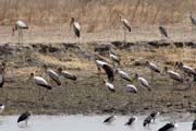 Water birds, Waza National Park. Cameroon.