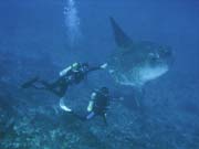 Ocean Sunfish (Mola Mola) at Crystal Bay dive site near Nusa Penida island. Bali,  Indonesia.