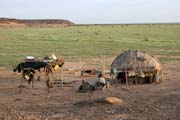 Morning at campement of nomad Tuareg. Sahara desert. Niger.