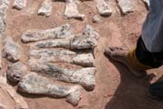 Fingers of dinosaur - brontosaurus. Dinosaur cemetery near Agadez town. Niger.