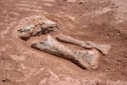 Bones of dinosaur - brontosaurus. Dinosaur cemetery near Agadez town. Niger.